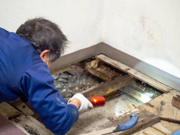 Best Professional Mold Removal  in Leadville, CO