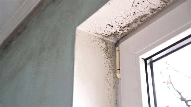 Best Mold Remediation Experts  in Leadville, CO