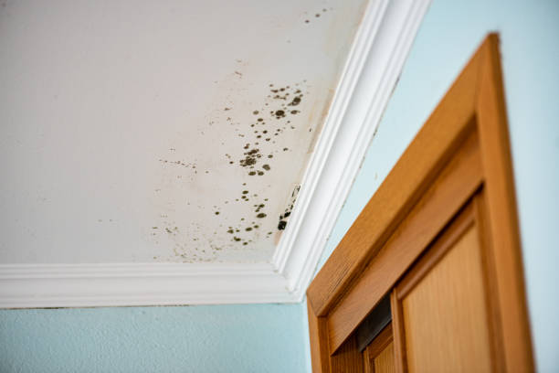 Best Attic Mold Removal  in Leadville, CO