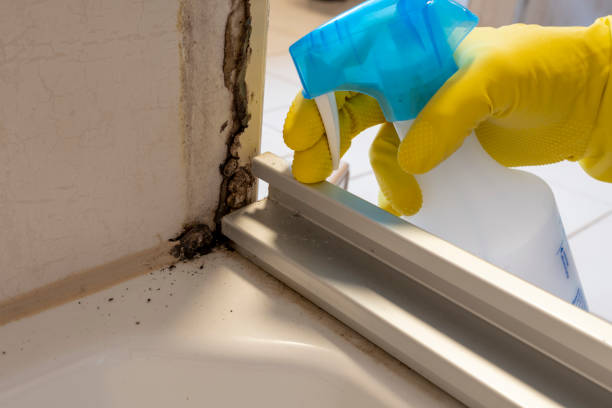 Crawl Space Mold Removal in Leadville, CO