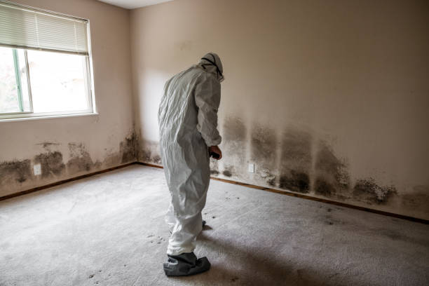 Best Mold Damage Repair  in Leadville, CO