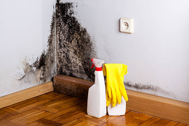 Best Local Mold Removal Service  in Leadville, CO