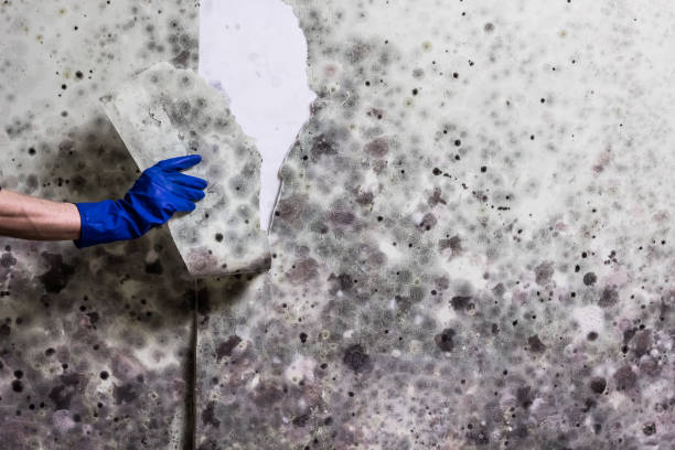 Best Residential Mold Removal  in Leadville, CO