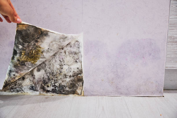 Best Same-Day Mold Removal  in Leadville, CO